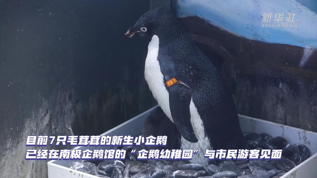 “萌新”報到！上海海昌海洋公園新添7只企鵝寶寶